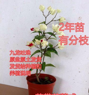 九龙吐珠花如何种植（花卉龙吐珠栽培技术）