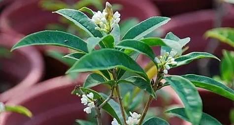 桂花树的管理方法有哪些（有关桂花树的种植技巧）