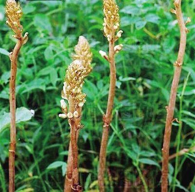 怎样种植天麻（天麻的栽培与种植技术）