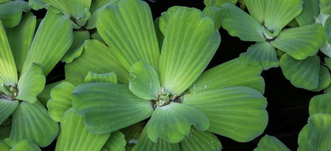 常见的水生植物有哪些（水生植物图片及名称）