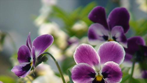 蝴蝶花什么时候开花（蝴蝶花开花季节）