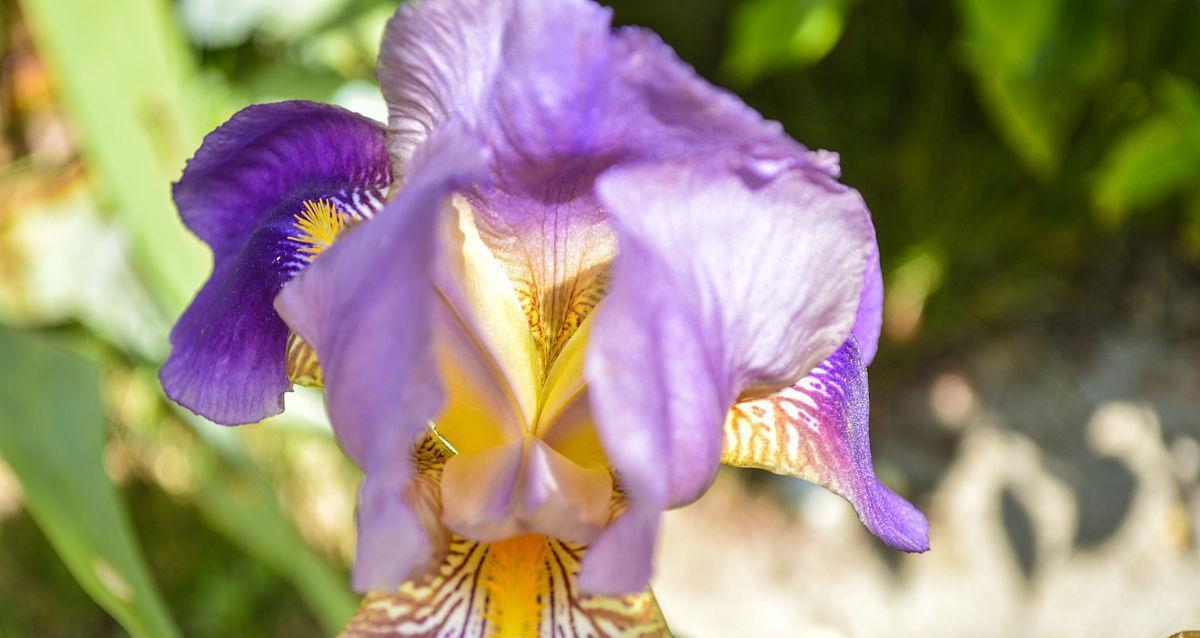 蝴蝶花什么时候开花（蝴蝶花开花季节）