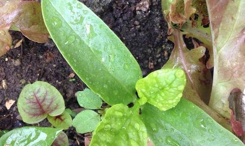 空心菜怎么种长得快（水培空心菜的种植技巧）