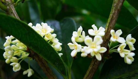 桂花怎样种植（桂花树的栽培和养护）