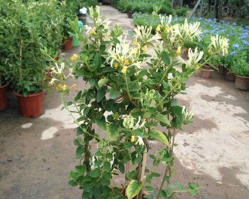 盆栽金银花栽培技术（金银花的种植方法及养护）