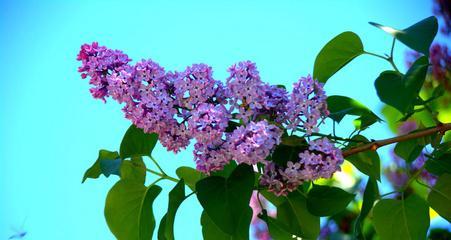 丁香花怎么养（丁香花的养护知识）