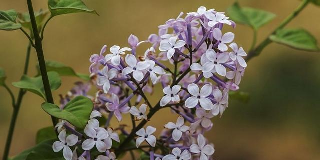 丁香花怎么养（丁香花的养护知识）