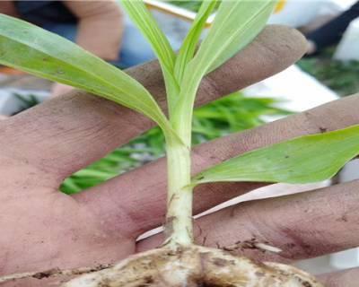 盆栽天麻怎样种植（天麻的种植方法及要求）