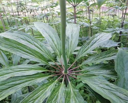 盆栽天麻怎样种植（天麻的种植方法及要求）