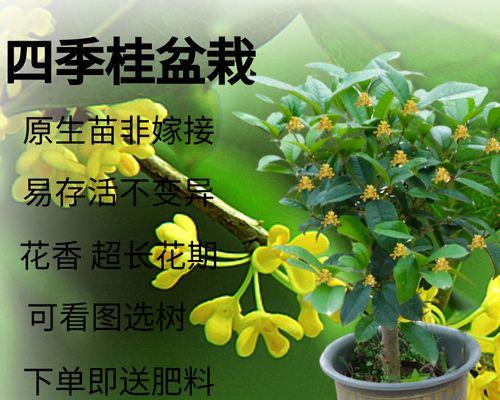 桂花用什么肥料（分享桂花树的肥料选择方法）