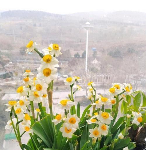 水仙花开放的时间是什么时候（有关水仙花的花期季节）