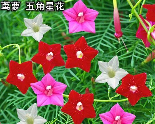 蜀葵花种子什么时候种（蜀葵花种子种植方法和时间）