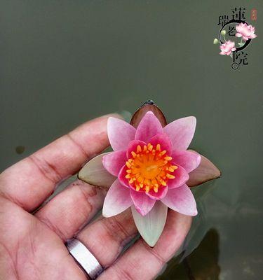 睡莲发芽后怎样种植（睡莲种植方法讲解）