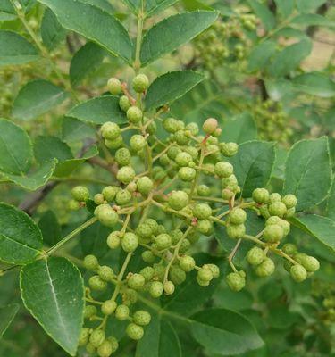 如何种植花椒树（花椒树栽培技术要点）