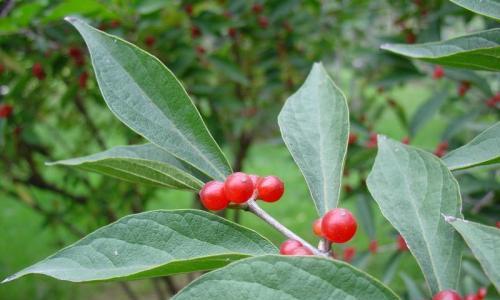 相思豆是什么植物（相思豆种植方法与时间）