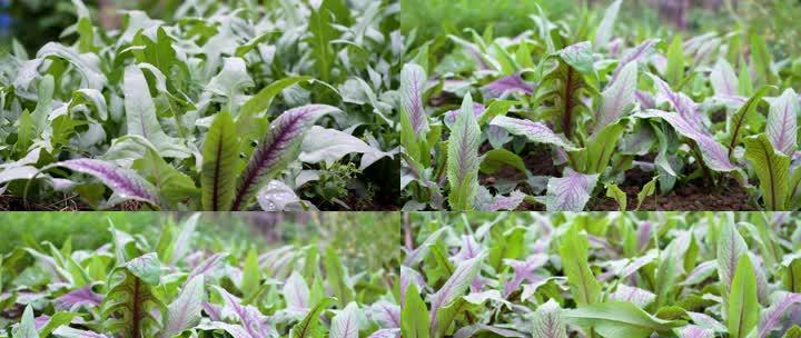 油麦菜最晚什么时候种（油麦菜的种植方法和时间）