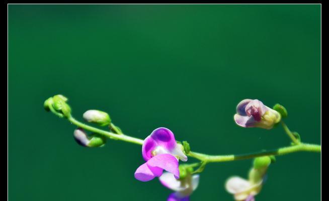 四季豆种植时间（探讨四季豆种植的时机）