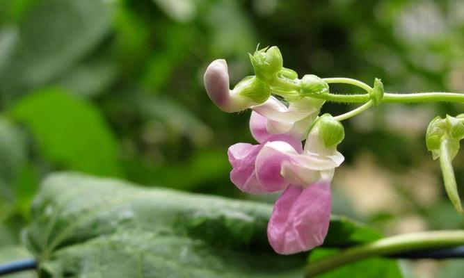 四季豆种植时间（探讨四季豆种植的时机）