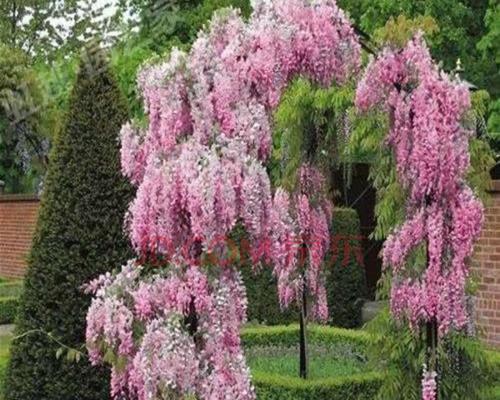 紫藤萝花期多长时间（了解紫藤花期时间）