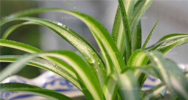 不需要阳光的室内植物有哪些（比较耐阴的室内植物大全）