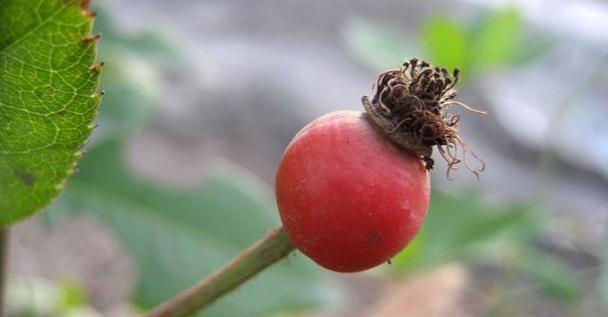 月季花的种子怎么种（月季花的种植方法步骤）