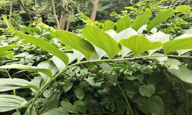 天麻怎么种植方法（天麻种植条件与要求）