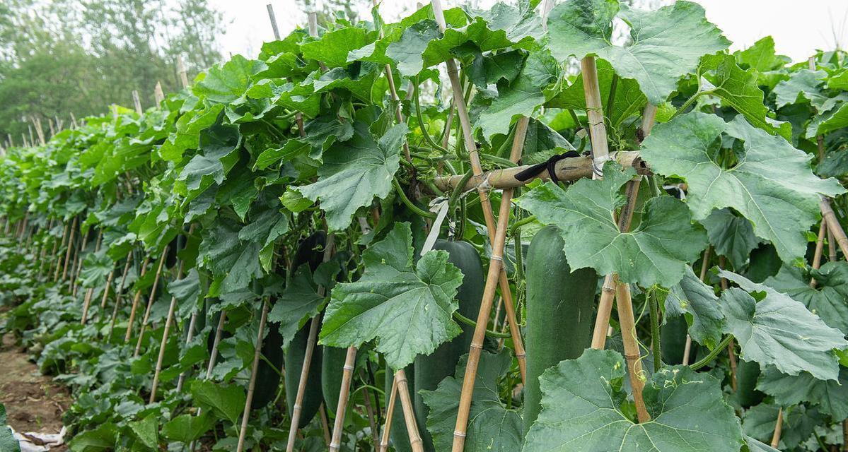 冬瓜什么时候种植（冬瓜种植方法和时间）