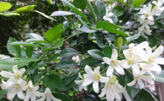 夜来香花什么时候开放（有关夜来香花的花期时间）