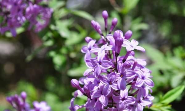 丁香花是什么样子的（描述丁香的特点介绍）