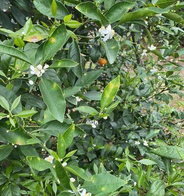 沃柑怎么种植（沃柑种植时间和方法）