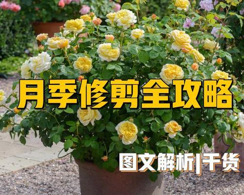 怎么养月季花盆栽（月季的养护方法与管理）