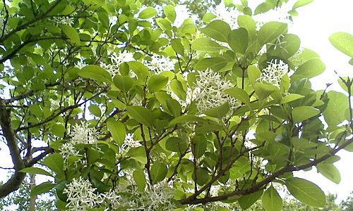 流苏种子多长时间发芽（流苏树栽培技术要点）