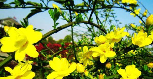 迎春花何时开花（观赏迎春花花期简介）