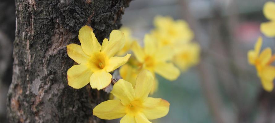 迎春花何时开花（观赏迎春花花期简介）