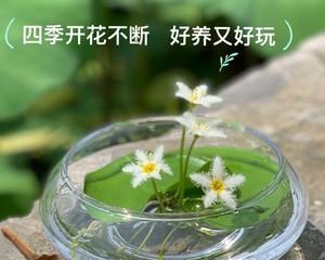 碗莲无土水培方法（探究碗莲无土水培方法的原理与应用）