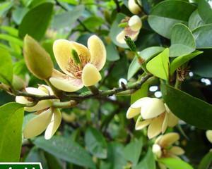 室内花树品种大全（适合家养的观赏花树推荐）