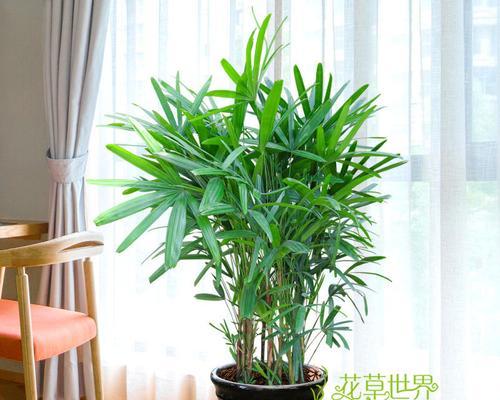 大型绿植哪个好看好养（室内养的大型绿植排名）