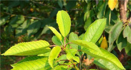 樱桃种子怎么种才能发芽（樱桃种子种植方法步骤）