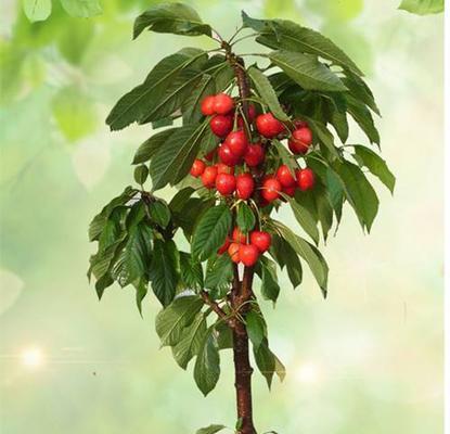 樱桃种子怎么种才能发芽（樱桃种子种植方法步骤）