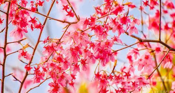 春天里开的花都有哪些（春天八种最美的花）