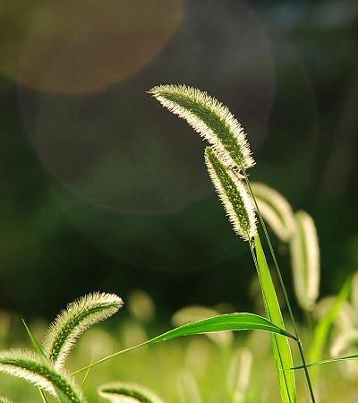 狗尾巴草的花语与意义（狗尾巴草花语与人际关系）