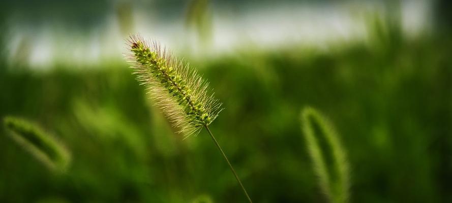 狗尾巴草的花语与意义（狗尾巴草花语与人际关系）