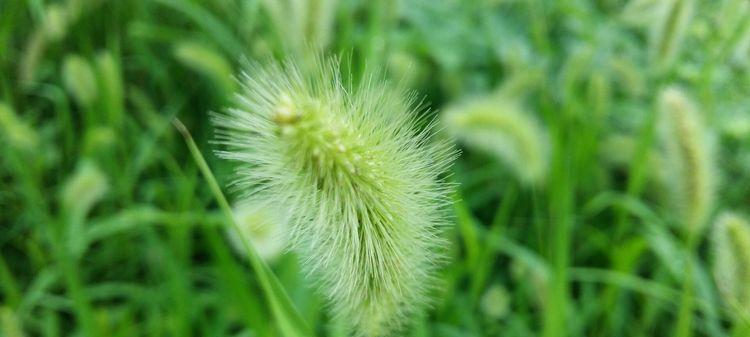 狗尾草的花语与象征意义（探秘狗尾草的深层内涵）