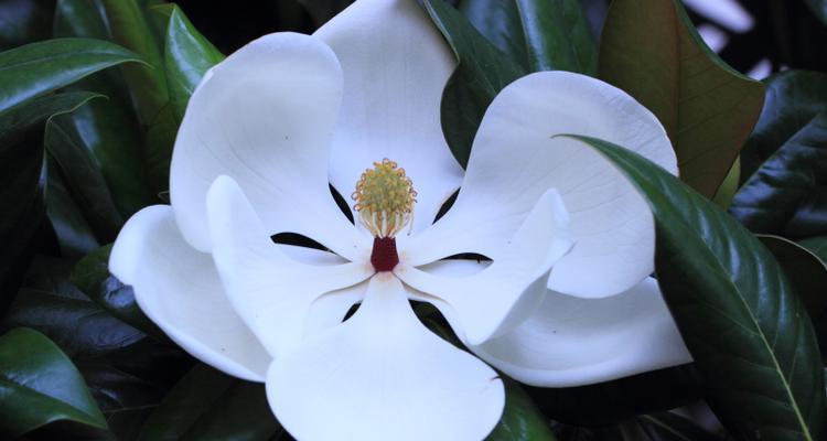 广玉兰花的花语与寓意（探索广玉兰花的深层含义）