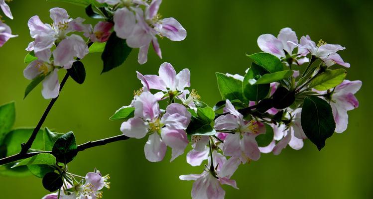 海棠花的花语和寓意（探寻海棠花背后的情感和象征意义）