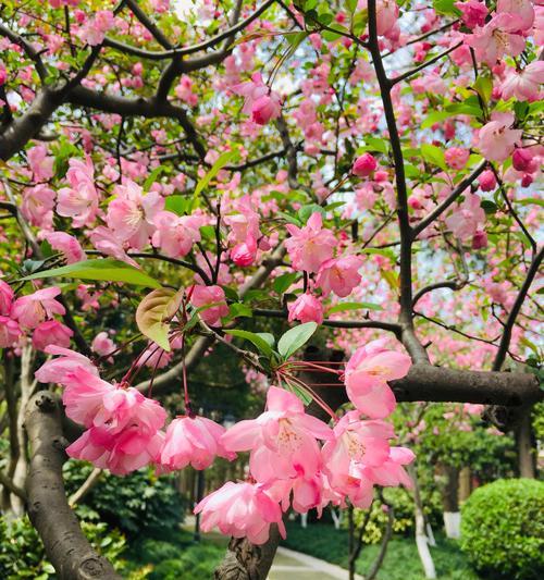 海棠花的花语和寓意（探寻海棠花背后的情感和象征意义）