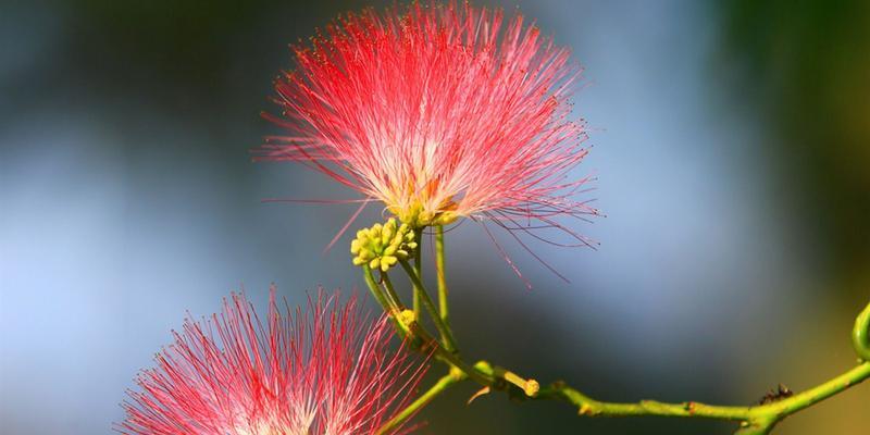 合欢花（合欢花花语揭示的友爱与团结）