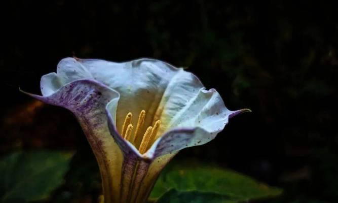 黑色曼陀罗的花语与意义（神秘而迷人的黑色曼陀罗）