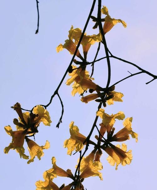 红花风铃木的花语与寓意（红花风铃木）