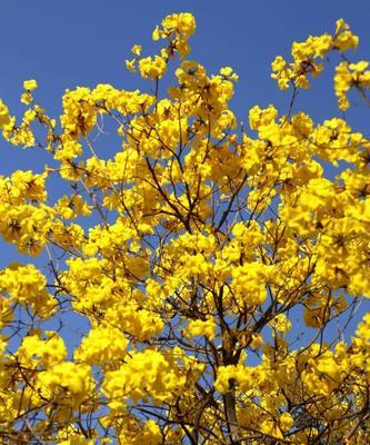 红花风铃木的花语与寓意（红花风铃木）